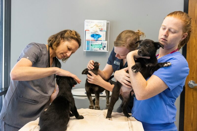 Veterinarian and vet students examine shelter pets