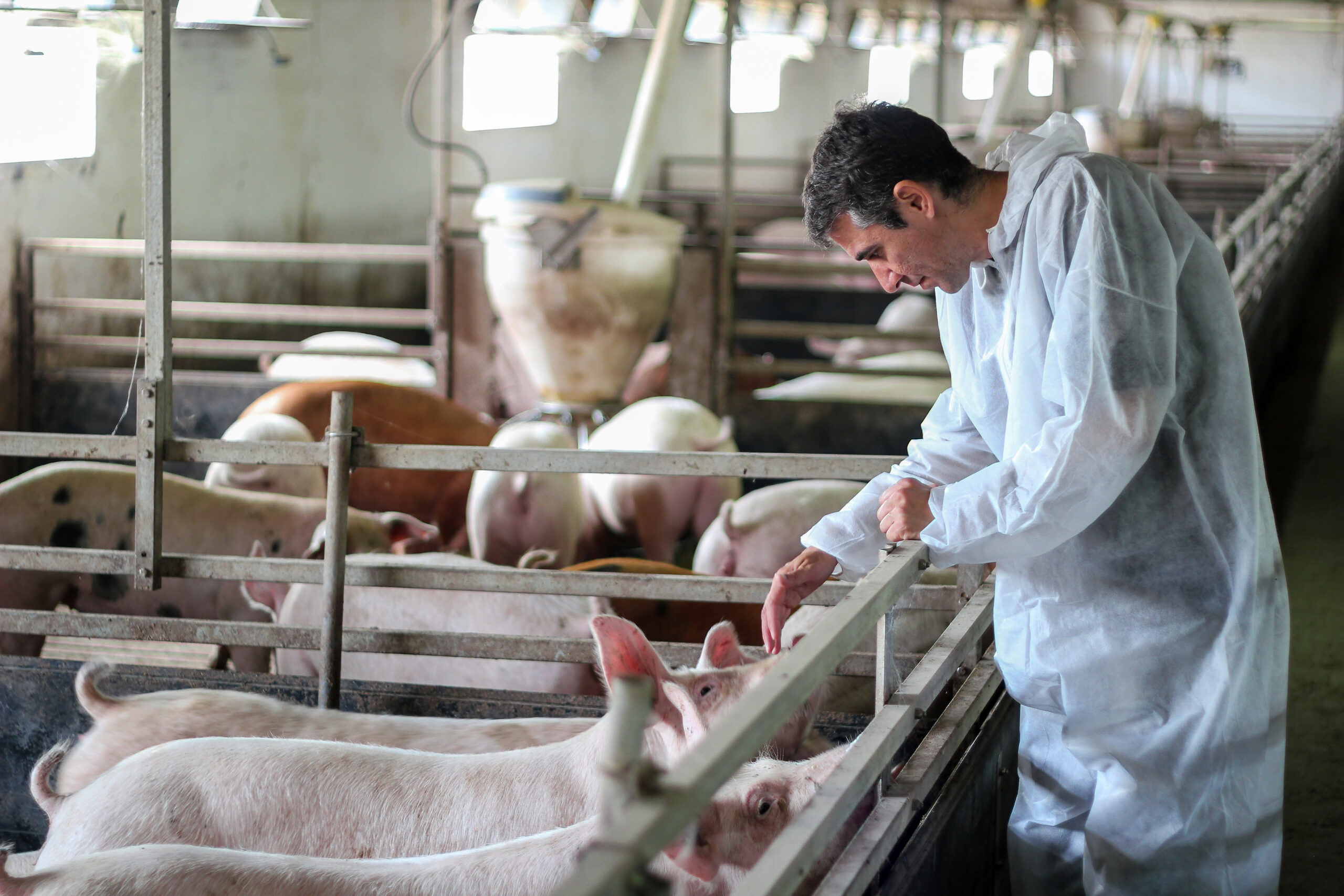 Veterinarian examining pigs at a farm