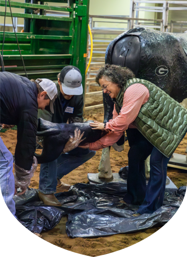 A group of people "delivering" a fake rubber calf from a cow birthing simulator.