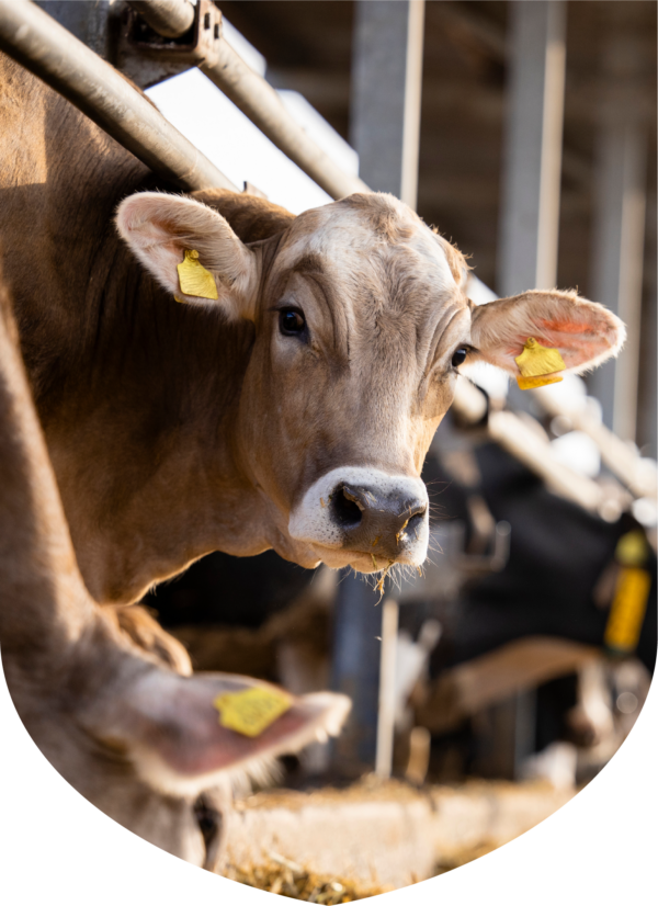 a cow with yellow tags in its ears