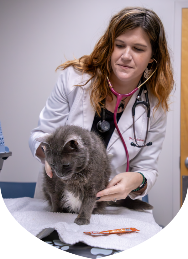 a woman with a stethoscope holding a cat