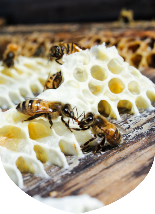 bees on a piece of white honeycomb