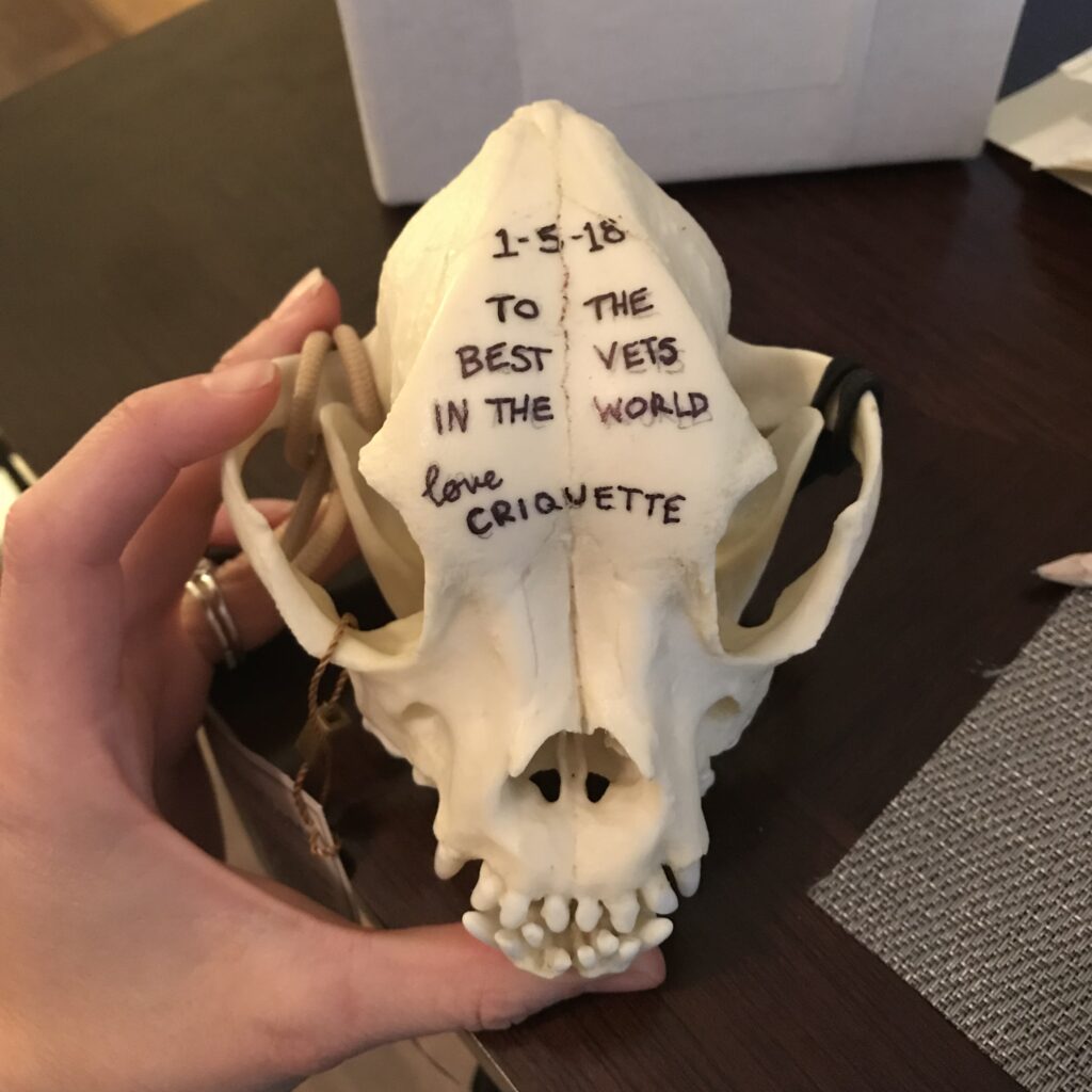 a hand holding a model canine skull with writing on it