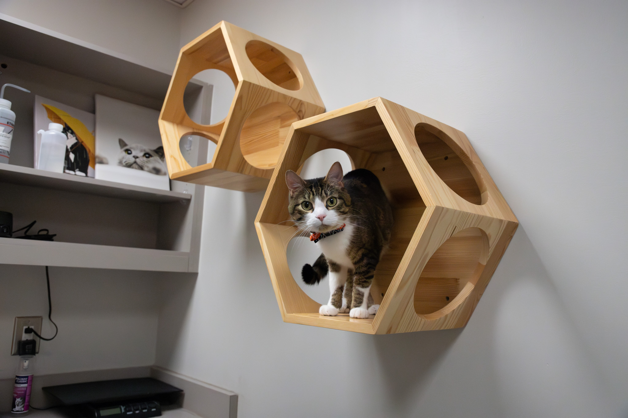 a cat on a wooden hexagonal shelf